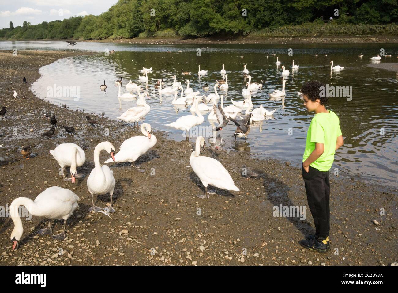 Ein kleiner Junge, der eine Schreck von Mute Swans auf der Themse in Old Isleworth, London, Großbritannien, beobachtet Stockfoto