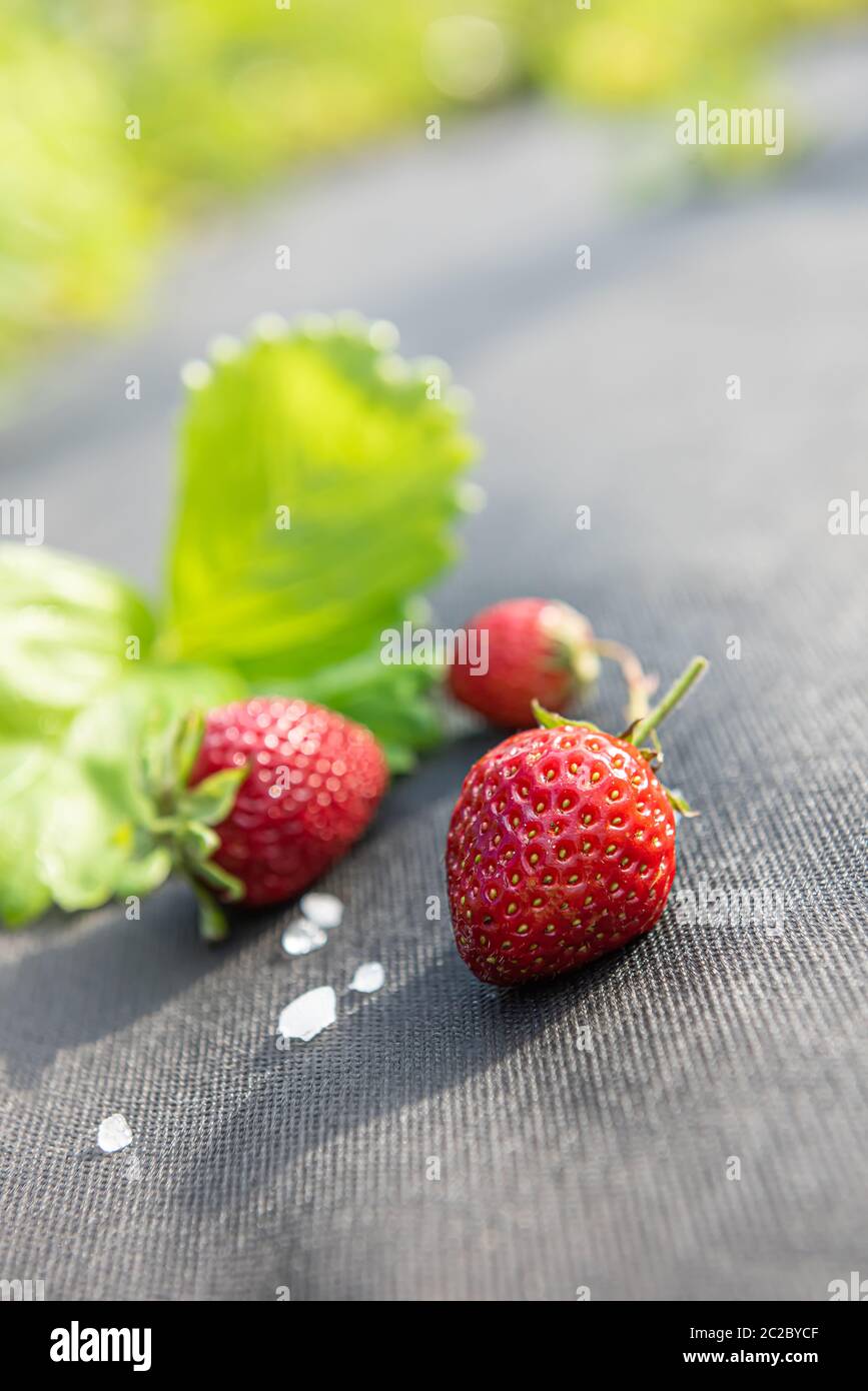 Rote Erdbeeren mit wenigen weißen Hagelsteinen und unkonzentrierten Erdbeerblättern auf grauem Material, das für den Anbau dieser Beere im Garten verwendet wird. Vertikale Hintergrunsen Stockfoto