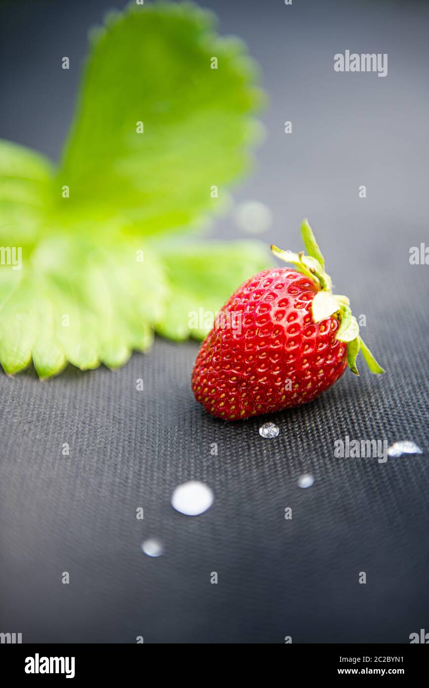 Nahaufnahme der roten Erdbeere mit einigen weißen Hagelsteinen und unfokussierten Erdbeerblättern auf grauem Material, das für die Kultivierung dieser Beere im Garten verwendet wird. Vertica Stockfoto