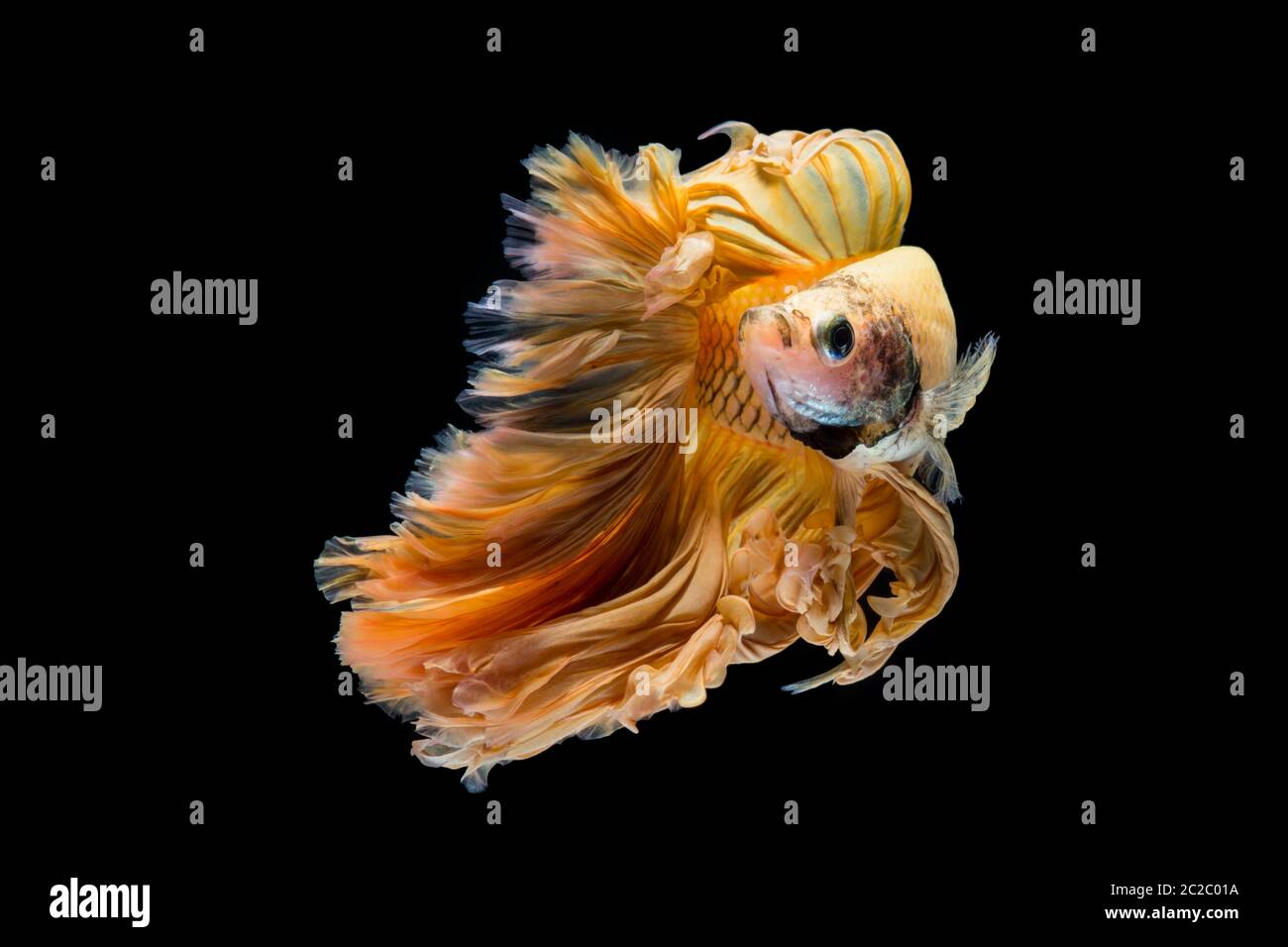 Gelb Gold betta Fisch, Siamese fighting fish auf schwarzem Hintergrund Stockfoto