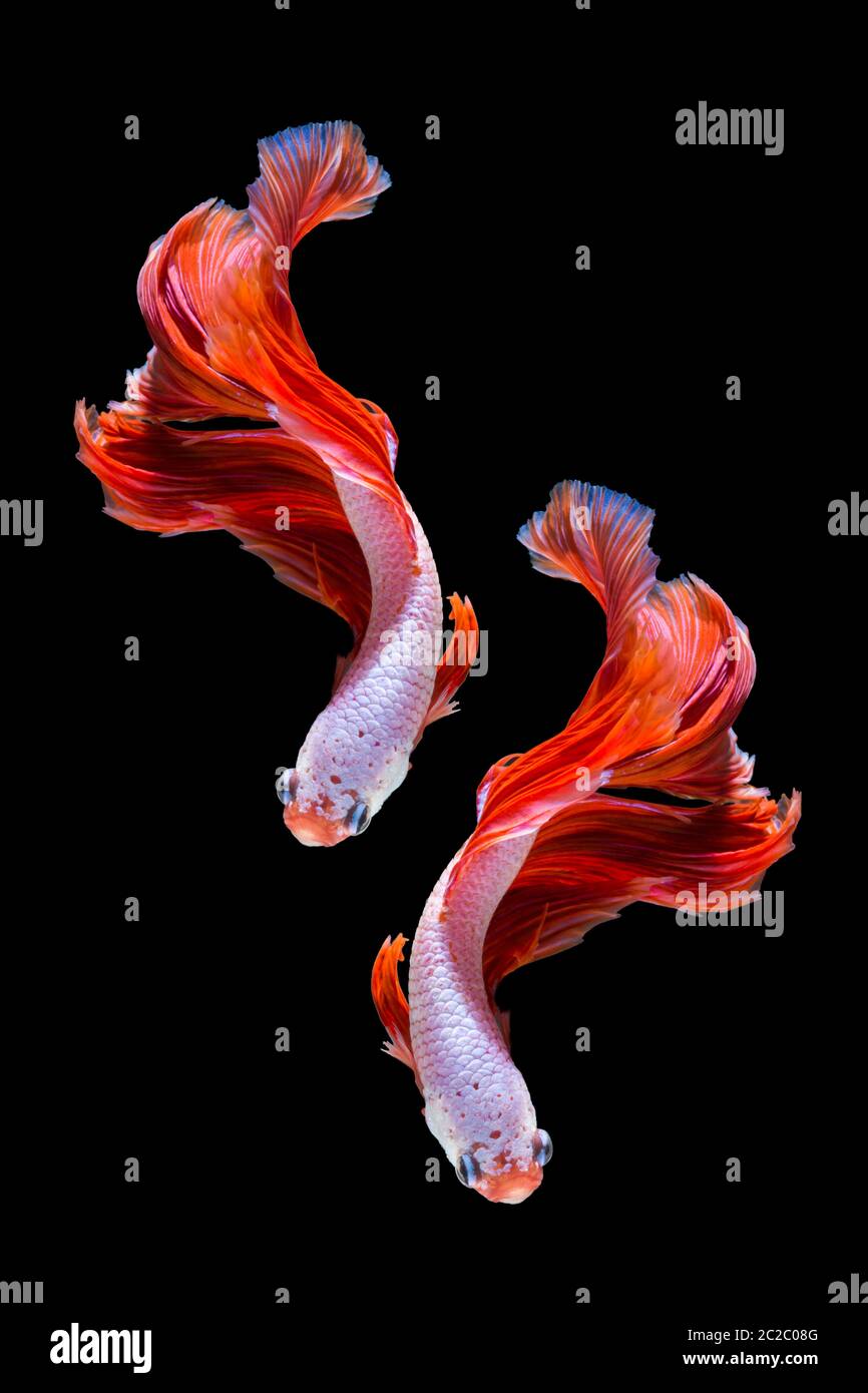 Rosa und rote Betta Fisch, Siamese fighting fish auf schwarzem Hintergrund Stockfoto