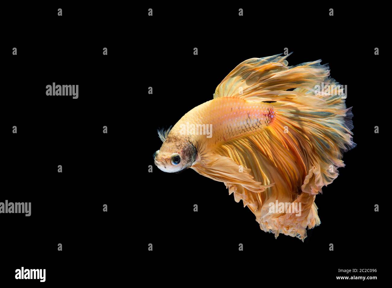 Gelb Gold betta Fisch, Siamese fighting fish auf schwarzem Hintergrund Stockfoto