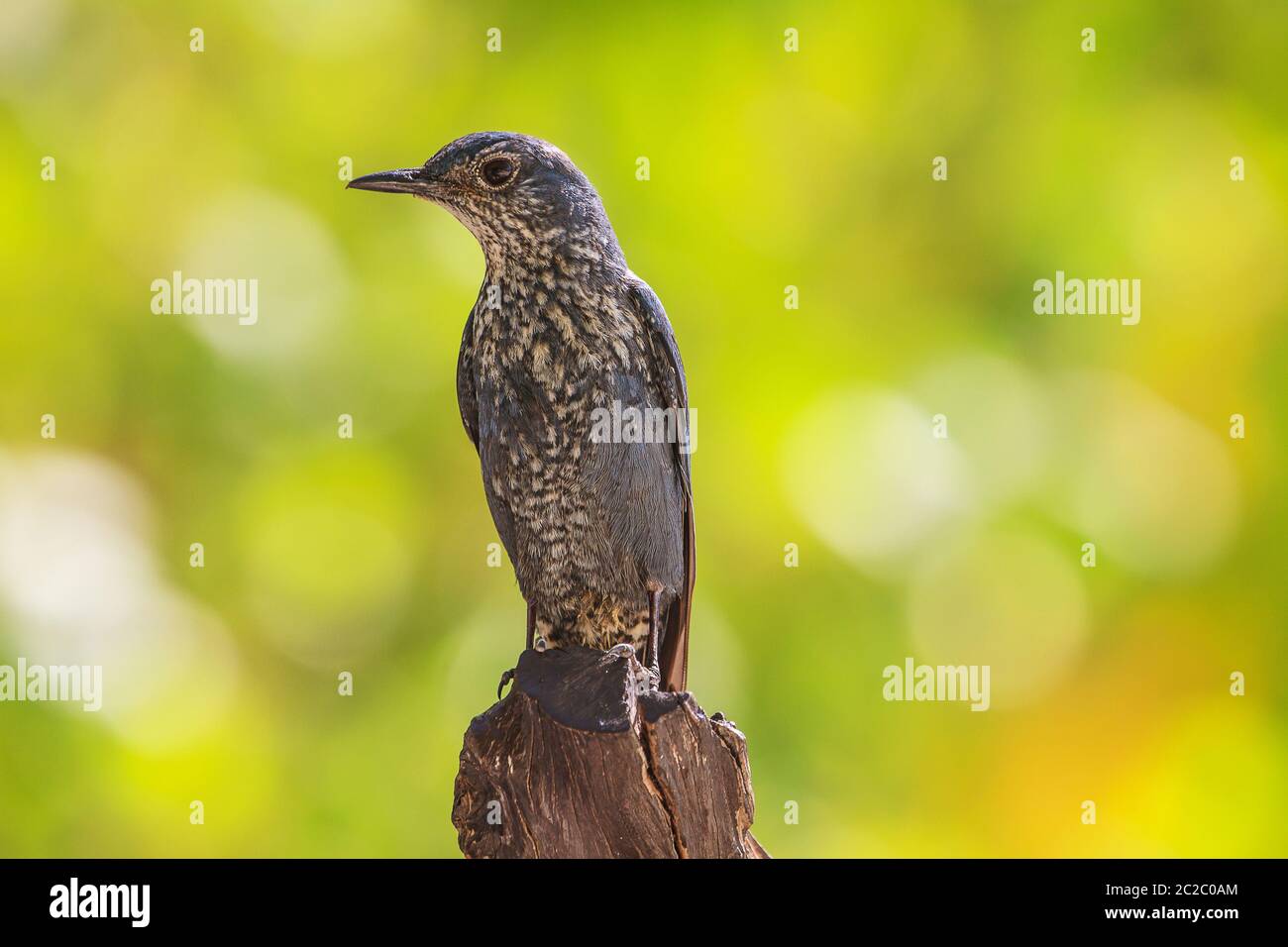 Blauer Rock Drossel Vogel (Monticola Solitarius) stehen in der Natur Stockfoto