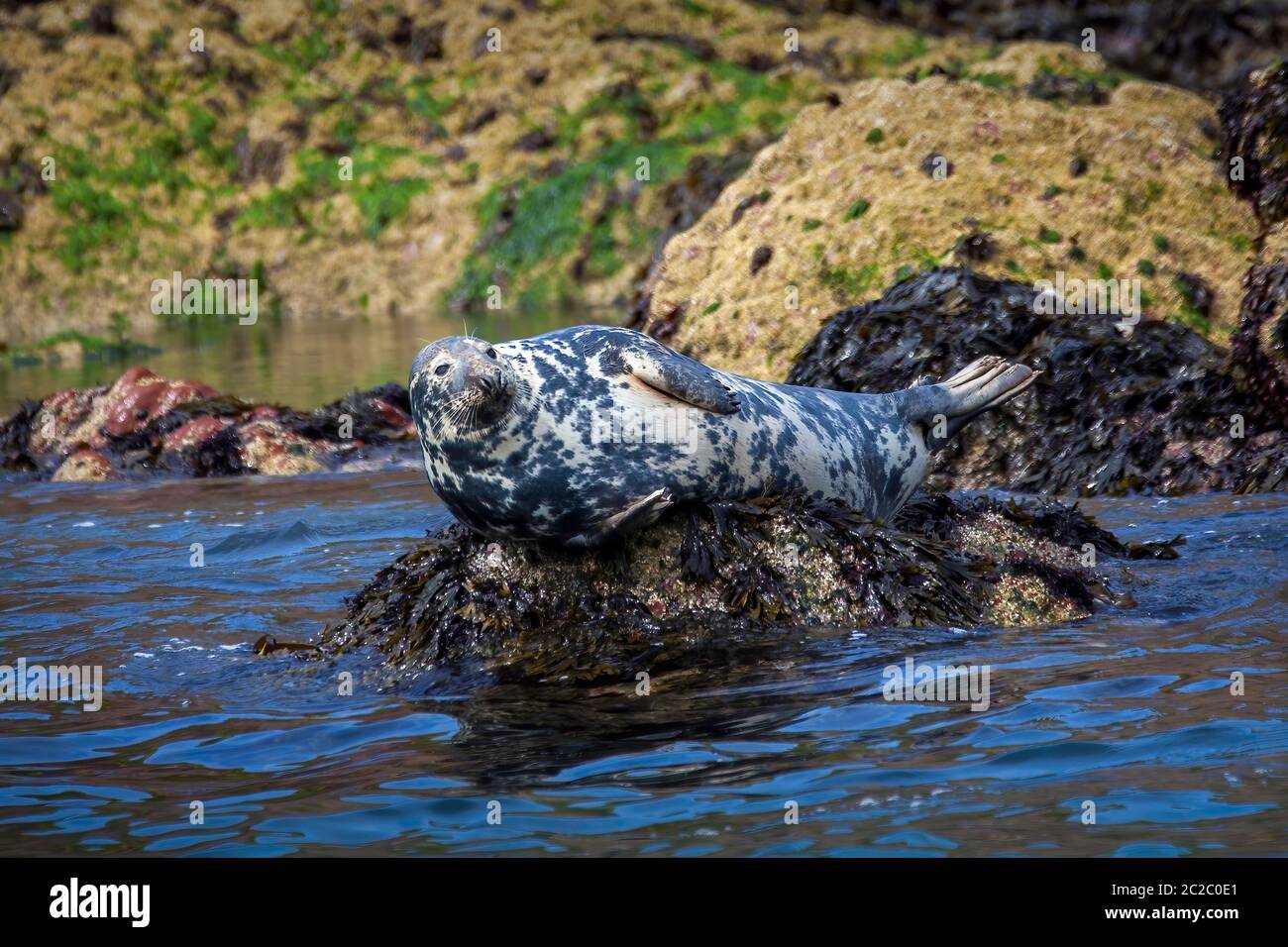 Grausiegel (Halichoerus grypus) ein großes wildes Tier Säugetier, das auf einem Felsen in Tenby Wales in Großbritannien ruht und als Atlantische Robbe oder Pferdekopfrobbe bekannt ist Stockfoto