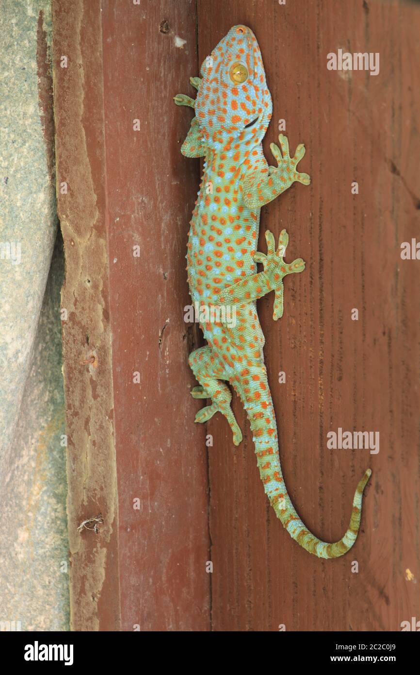 Tokay geckos gekko gecko Fotos und Bildmaterial in hoher Auflösung