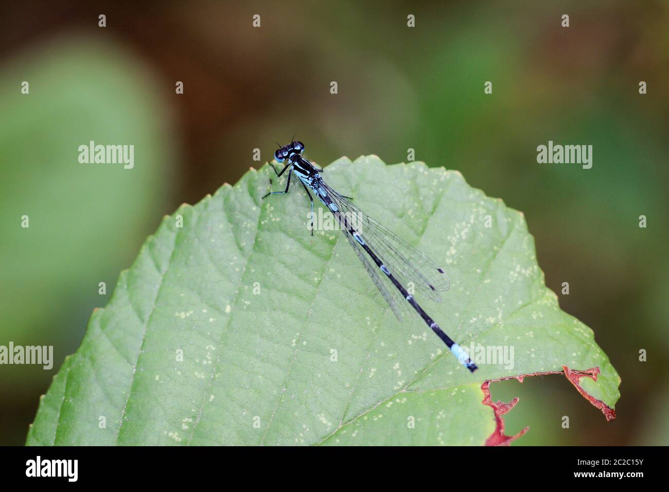 Eine Libelle sonnt sich in der Mittagssonne Stockfoto