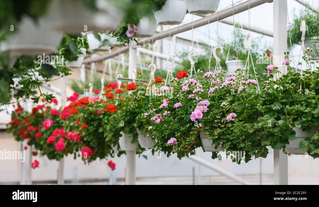 Floristik und Anbau von Pflanzen in Orangerie. Viele kleine rosa und rote Rosen in Töpfen Stockfoto