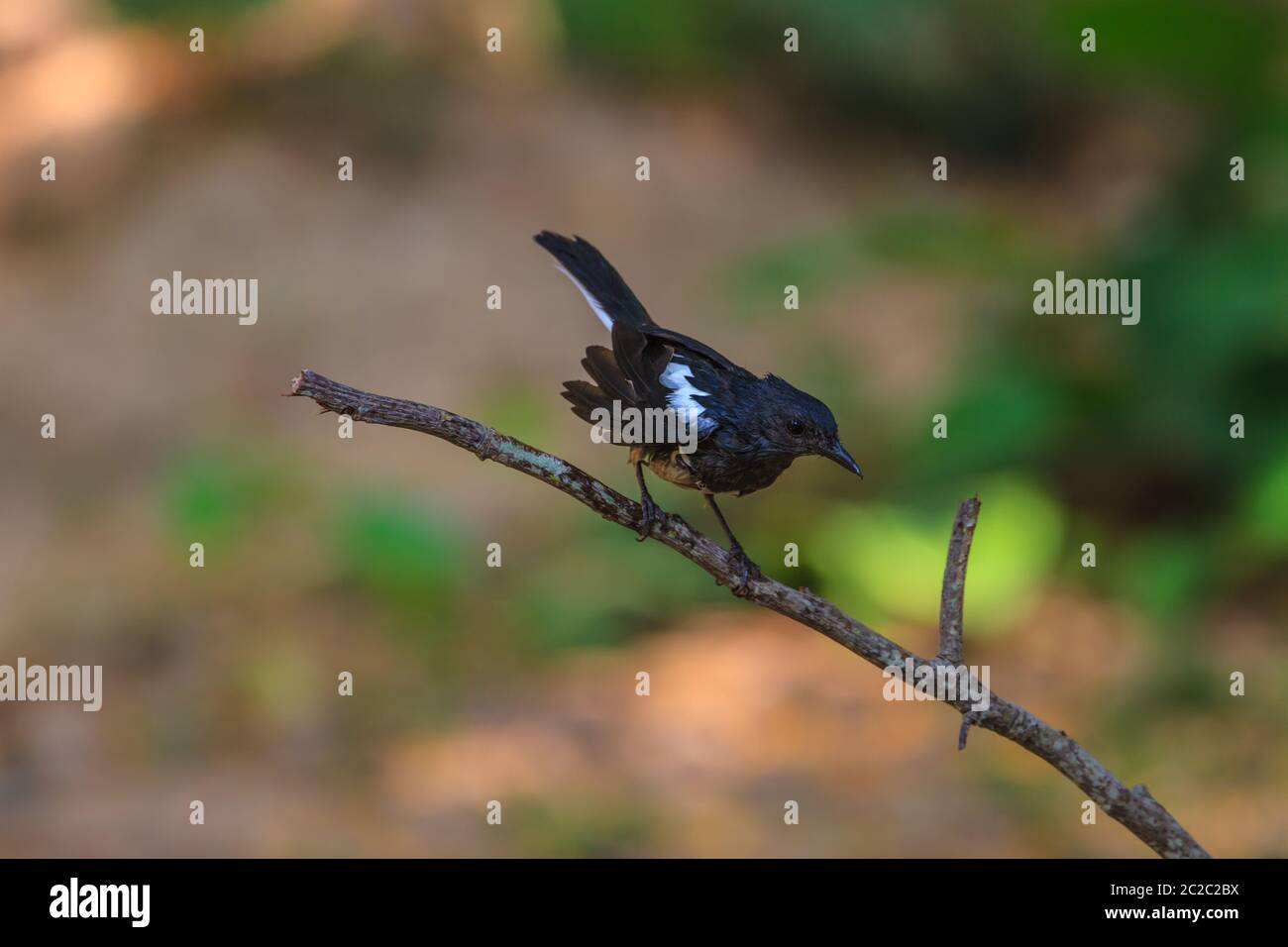 Oriental Magpie Robin Vogel sitzend auf einem Baum Stockfoto