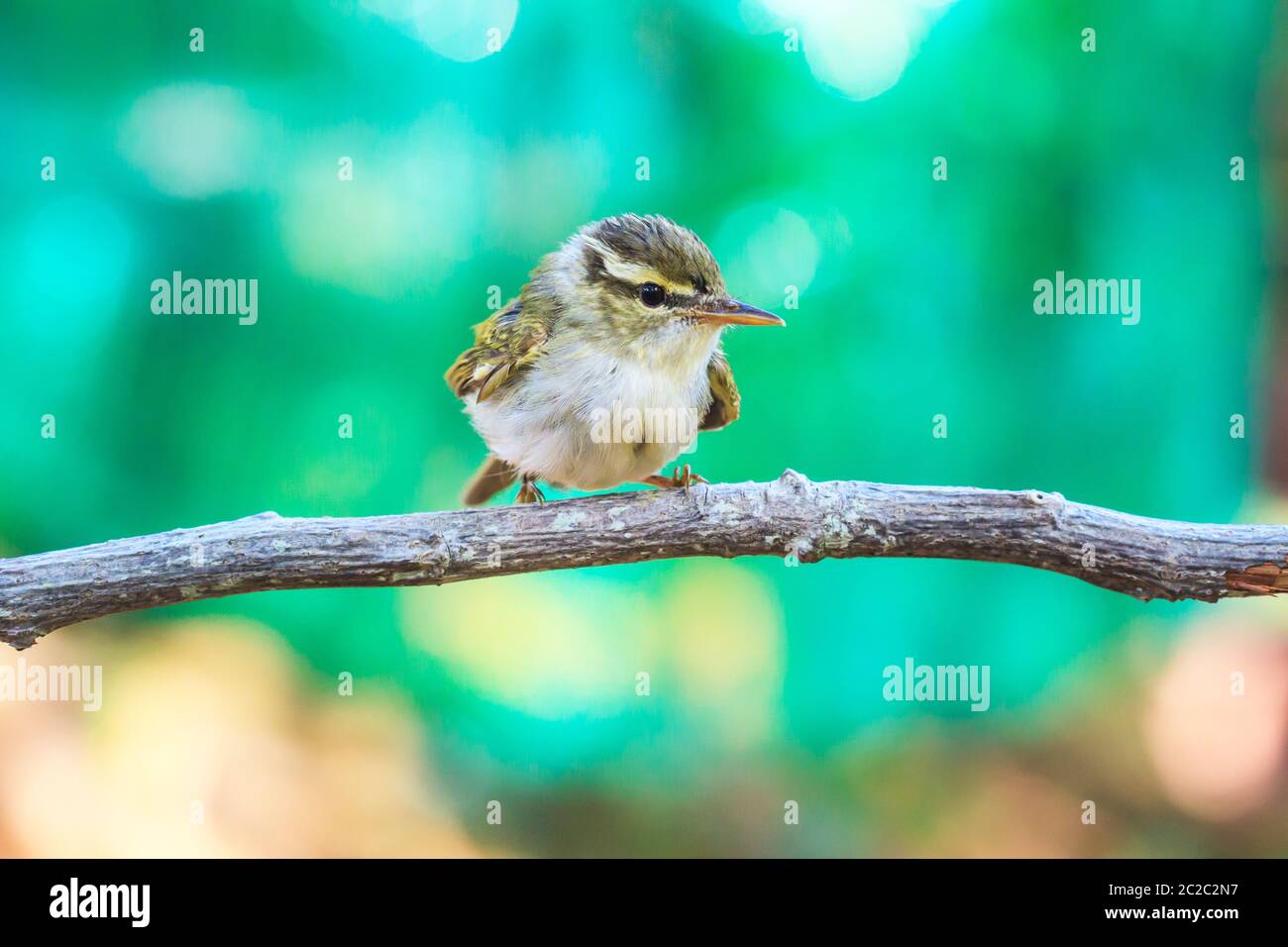 Gelb-browed Laubsänger (Phylloscopus Inornatus) auf dem Zweig in der Natur Stockfoto