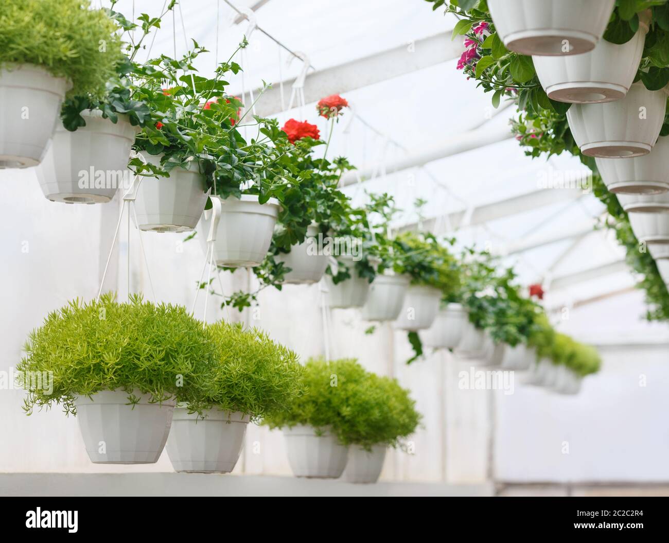 Moderne Blumenfarm. Rote Rosen in Töpfen hängen unter der Decke und grüne Pflanzen in Töpfen Stockfoto