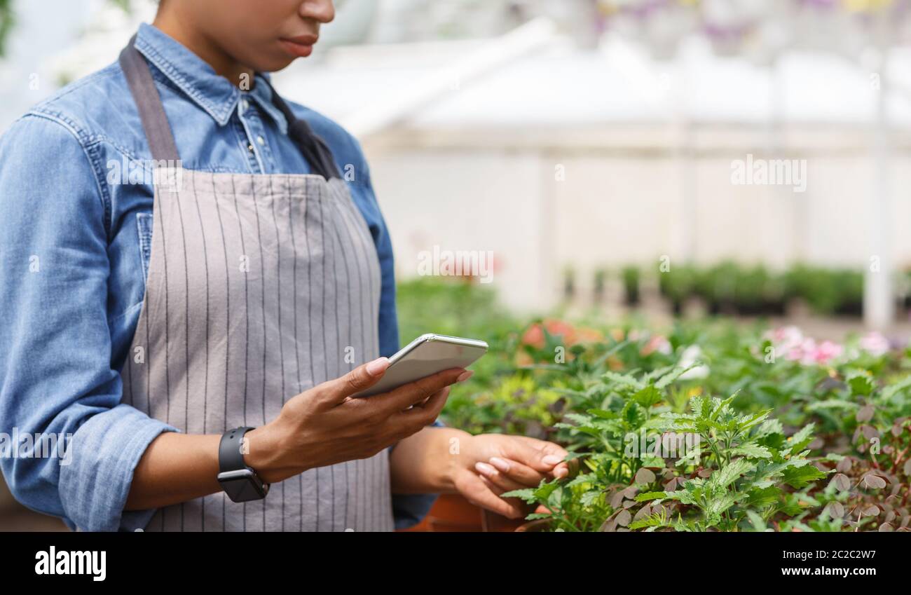 Moderne Arbeit im Gewächshaus. afroamerikanisches Mädchen mit Smartwatch und Telefon kümmert sich um Pflanzen Stockfoto