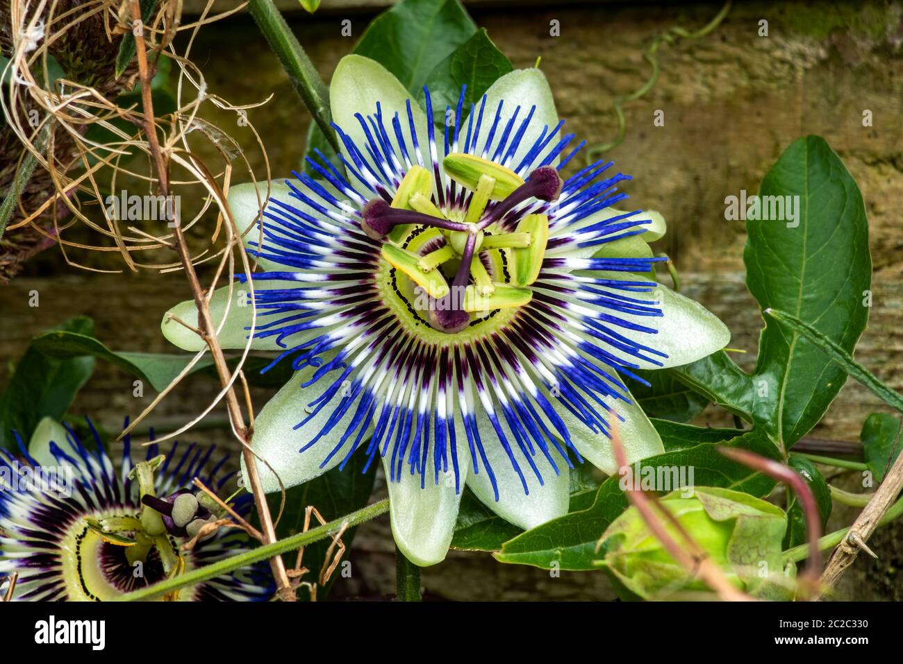 Passionsblume (passiflora caerulea) eine blau weiße Sommerblüte, die eine halbimmergrüne, mehrjährige Kletterpflanze mit oranger Frucht ist Stockfoto