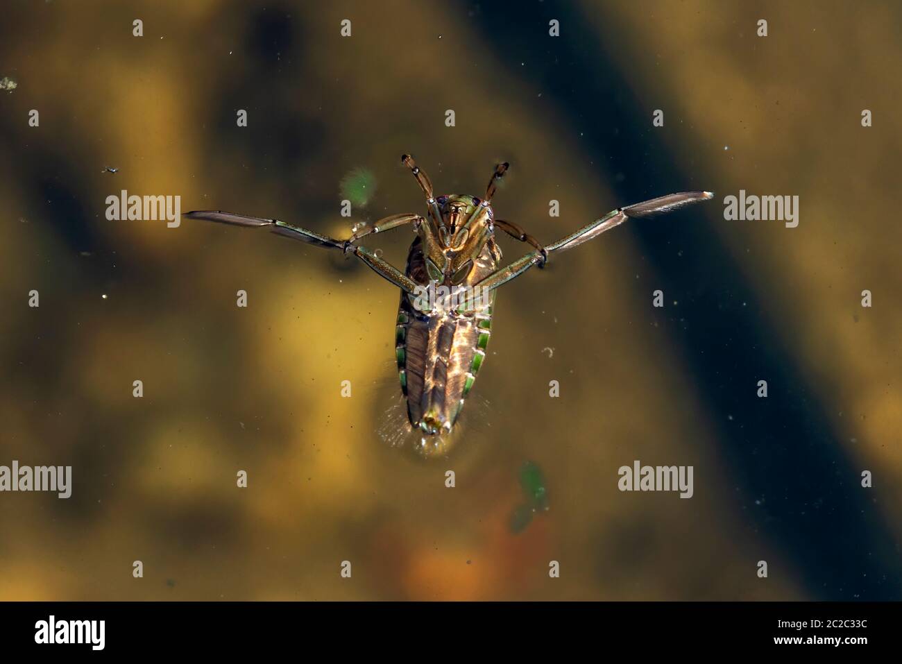 Backswimmer Wasserboatman fliegen kopfüber auf die Oberfläche eines Teiches Stockfoto