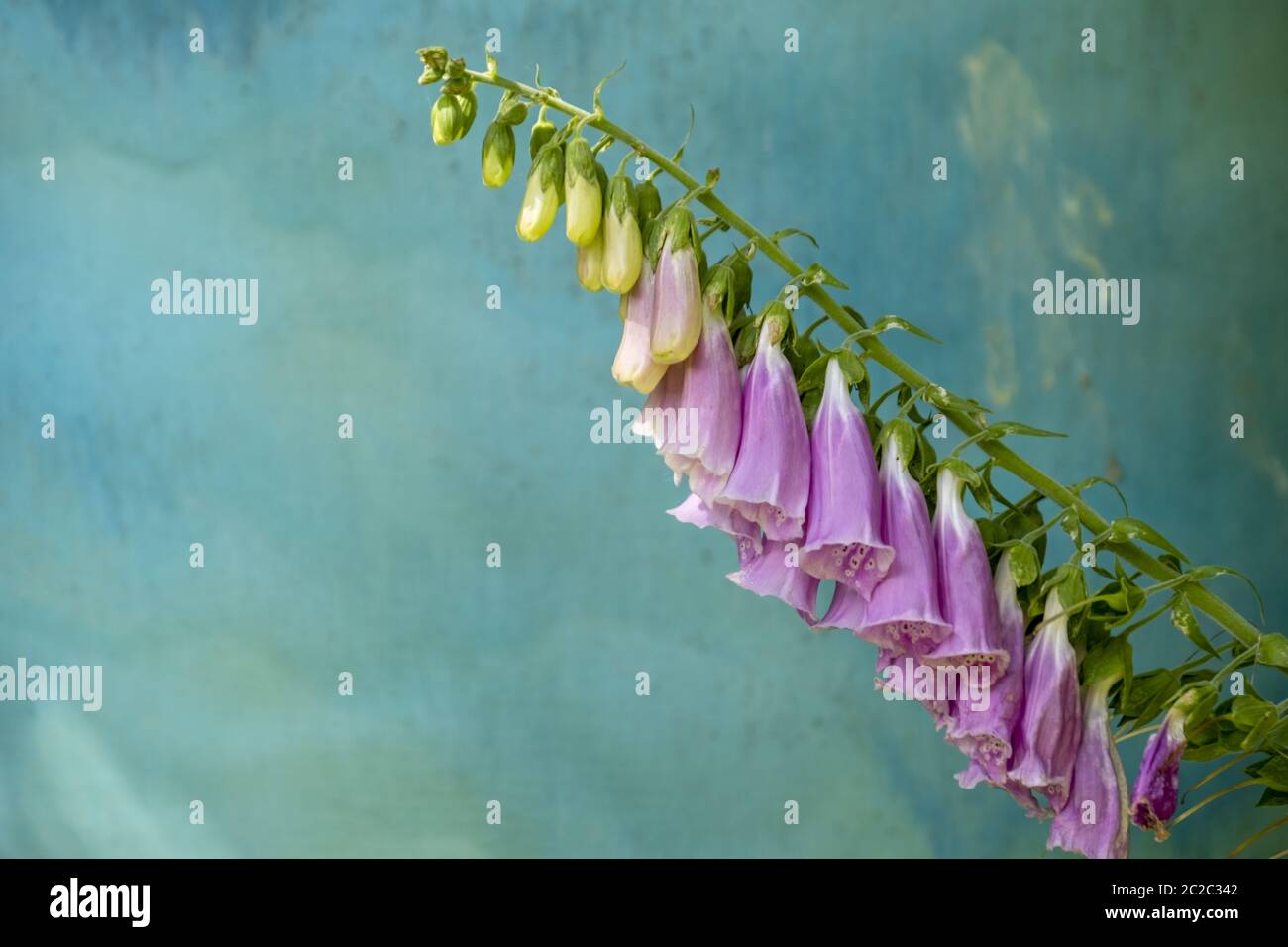 Fingerhut (Digitalis purpurea) vor dem Blütenstom Stockfoto