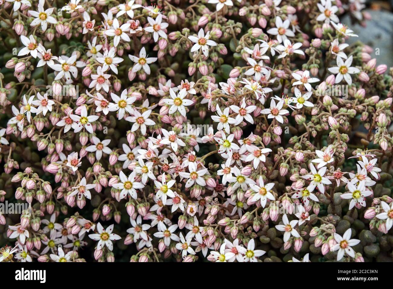 Stonecrop Sedum dasyphyllum weiße Blume, Steingarten, Steingarten Blumen Stockfoto