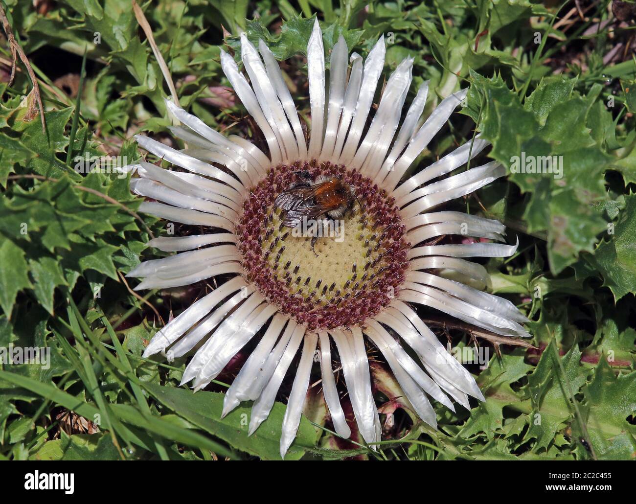Hummel sammelt sich auf der silbernen Distel Carlina acaulis Stockfoto