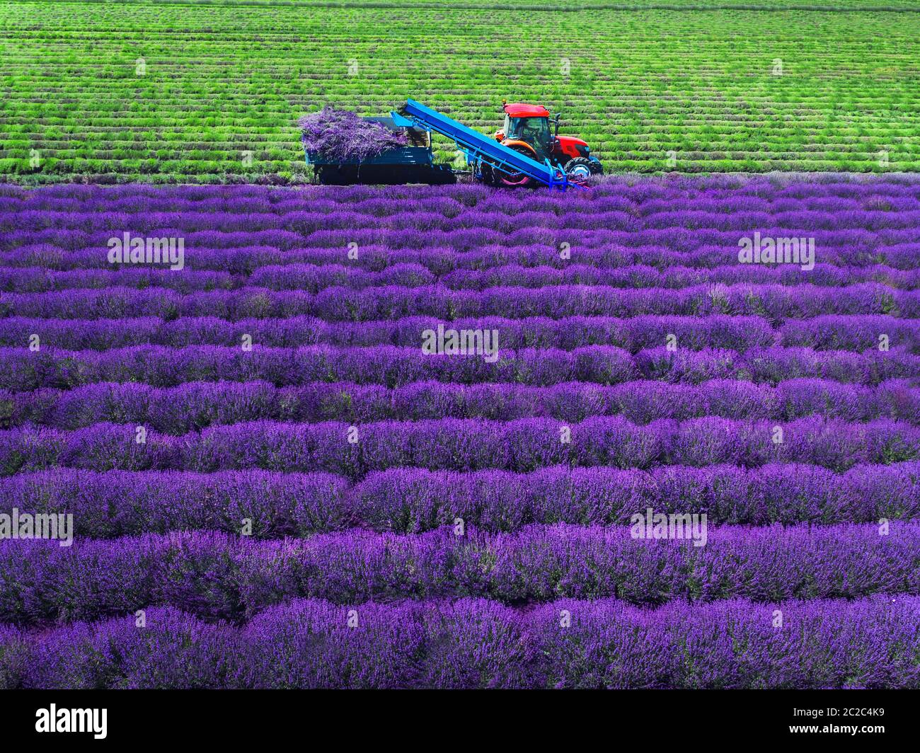 Luftaufnahme des Traktorraubfeldes von Lavendel. Stockfoto