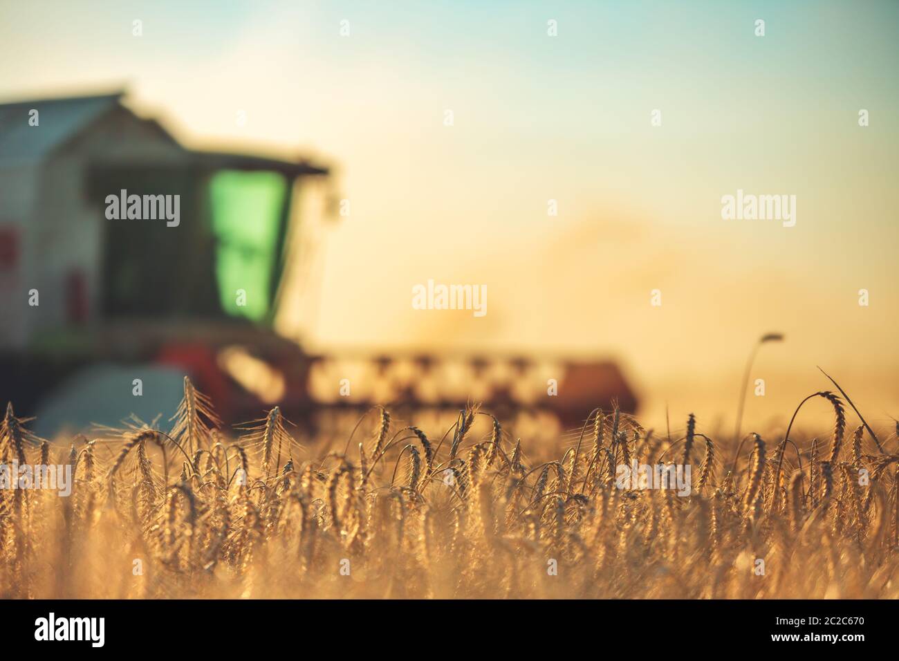 Kombinieren Sie Mähdrescher Landwirtschaftsmaschine Ernte goldenen reif Weizenfeld Stockfoto
