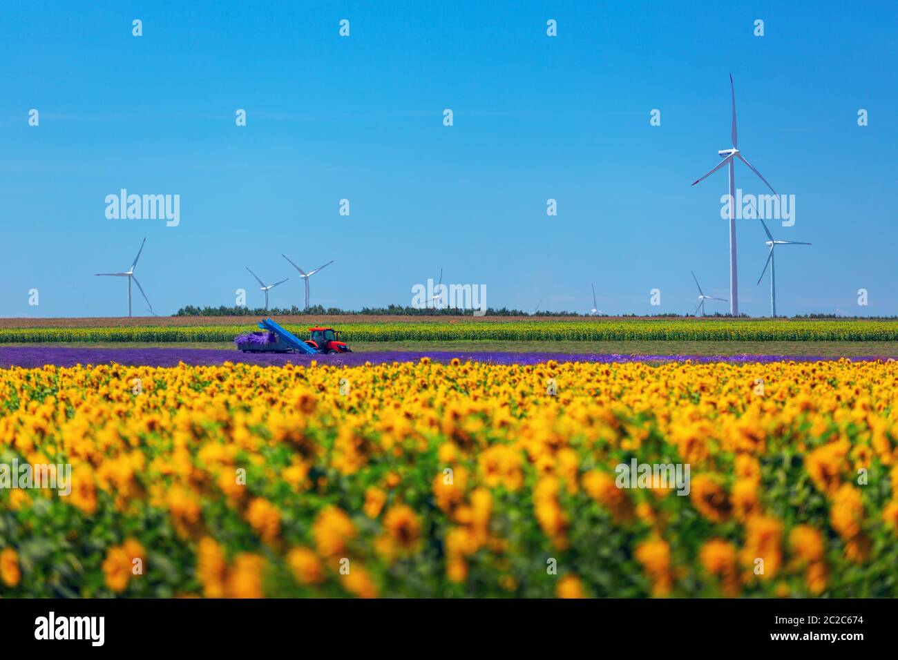 Roter Traktor erntet Lavendelfelder Stockfoto