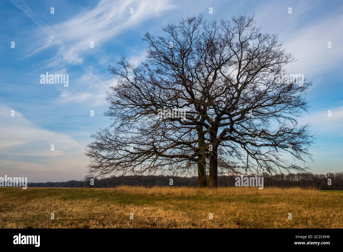 Ein Baum Stimmung des Lichts Stockfoto