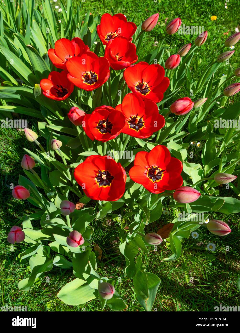 Gruppe von roten Tulpen mit Blüten und Knospen auf einer Wiese, von oben aufgenommen Stockfoto