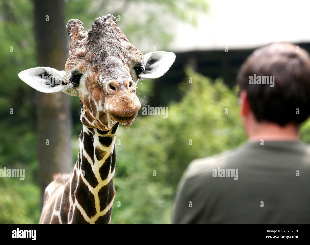 Duisburg, Deutschland. Juni 2020. Der etwa 20 Jahre alte Giraffenbulle Kiringo beobachtet die wenigen Zoobesucher aus seinem Gehege. Eine Folge der Corona-Pandemie ist, dass nur eine geringe Anzahl von Besuchern in die Zoos darf. Quelle: Roland Weihrauch/dpa/Alamy Live News Stockfoto