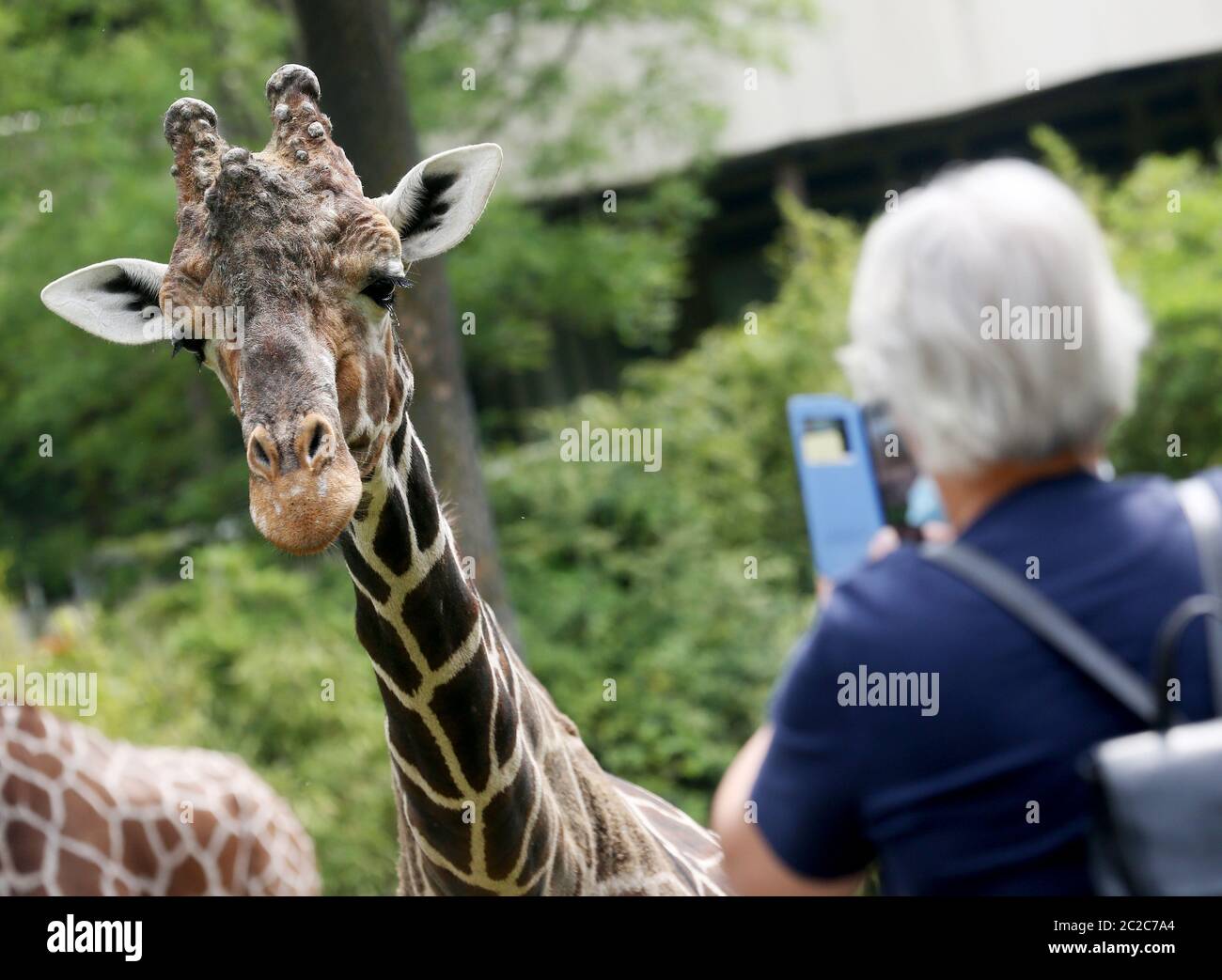 Duisburg, Deutschland. Juni 2020. Der etwa 20 Jahre alte Giraffenbulle Kiringo beobachtet die wenigen Zoobesucher aus seinem Gehege. Eine Folge der Corona-Pandemie ist, dass nur eine geringe Anzahl von Besuchern in die Zoos darf. Quelle: Roland Weihrauch/dpa/Alamy Live News Stockfoto