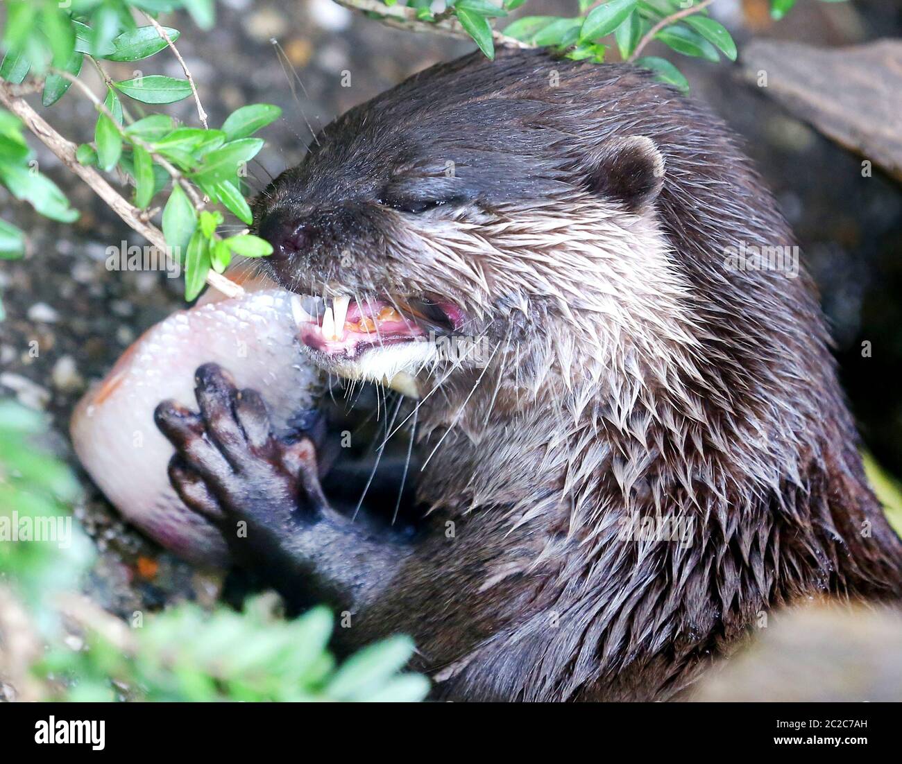 Duisburg, Deutschland. Juni 2020. Ein Zwergotter isst einen Fisch zum Mittagessen auf seinem Spaziergang. Die kleinste Otterart, die nur etwa sechs Kilogramm wiegt, ernährt sich nicht nur von Fischen, sondern auch von Krebsen und Muscheln. Quelle: Roland Weihrauch/dpa/Alamy Live News Stockfoto