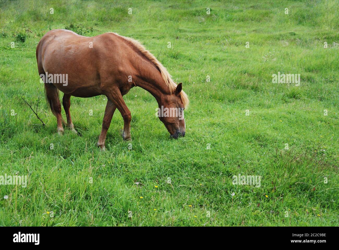 Pferd, das Gras auf einer grünen Wiese isst Stockfoto
