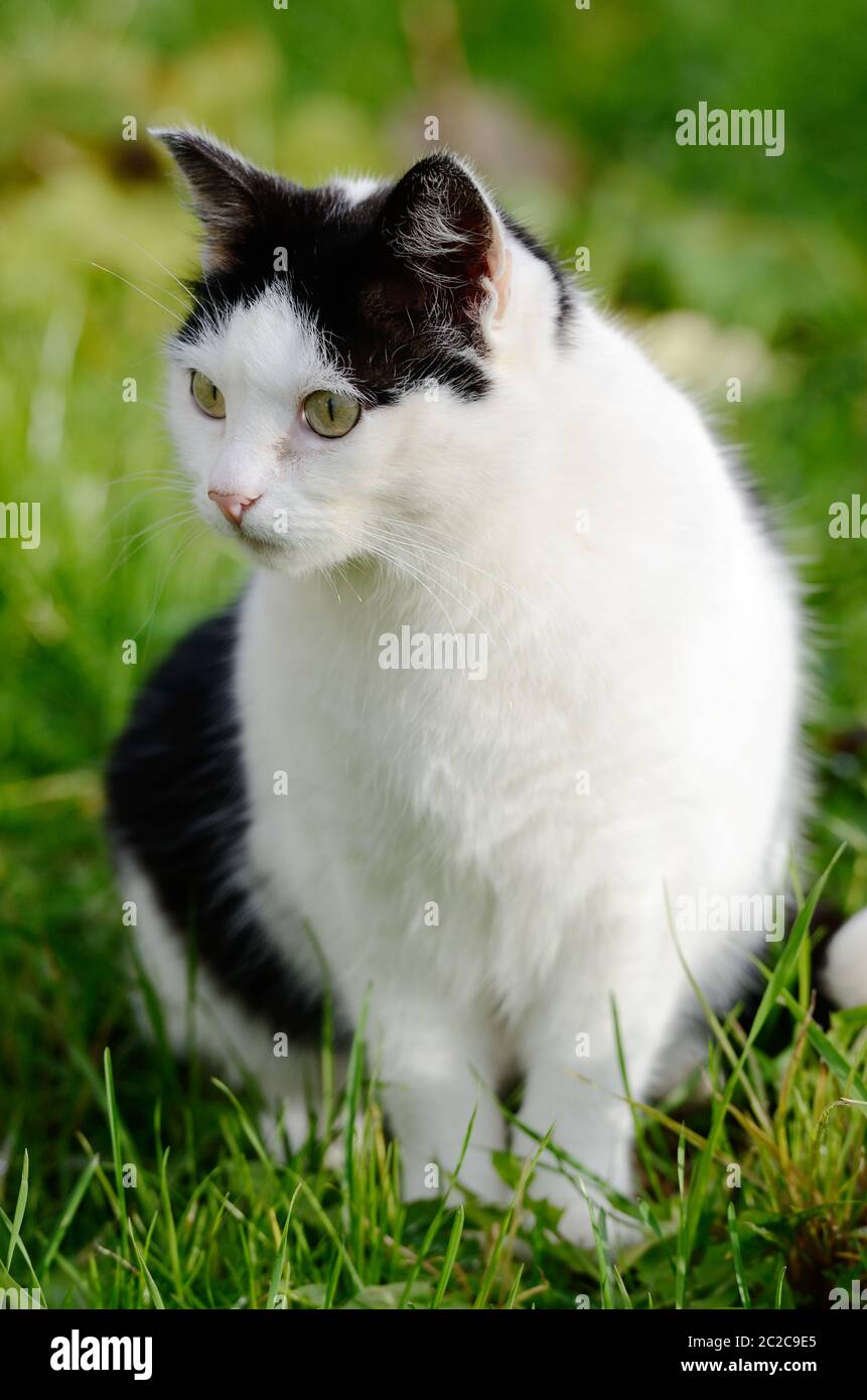 Katze schaut weg vor grünem Hintergrund Stockfoto