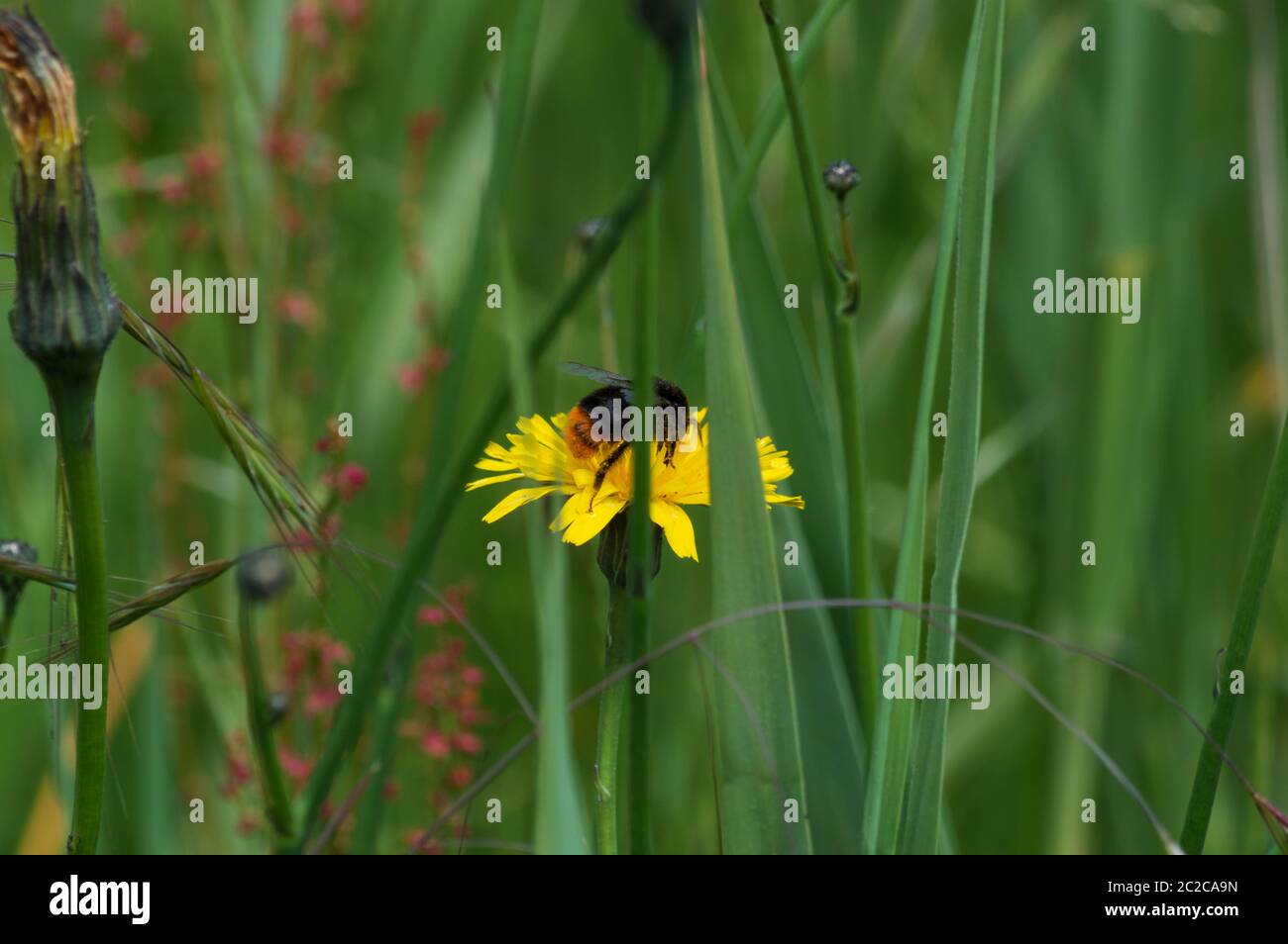 Hummel versteckt hinter Gras auf gelben Blume im Sommer Stockfoto