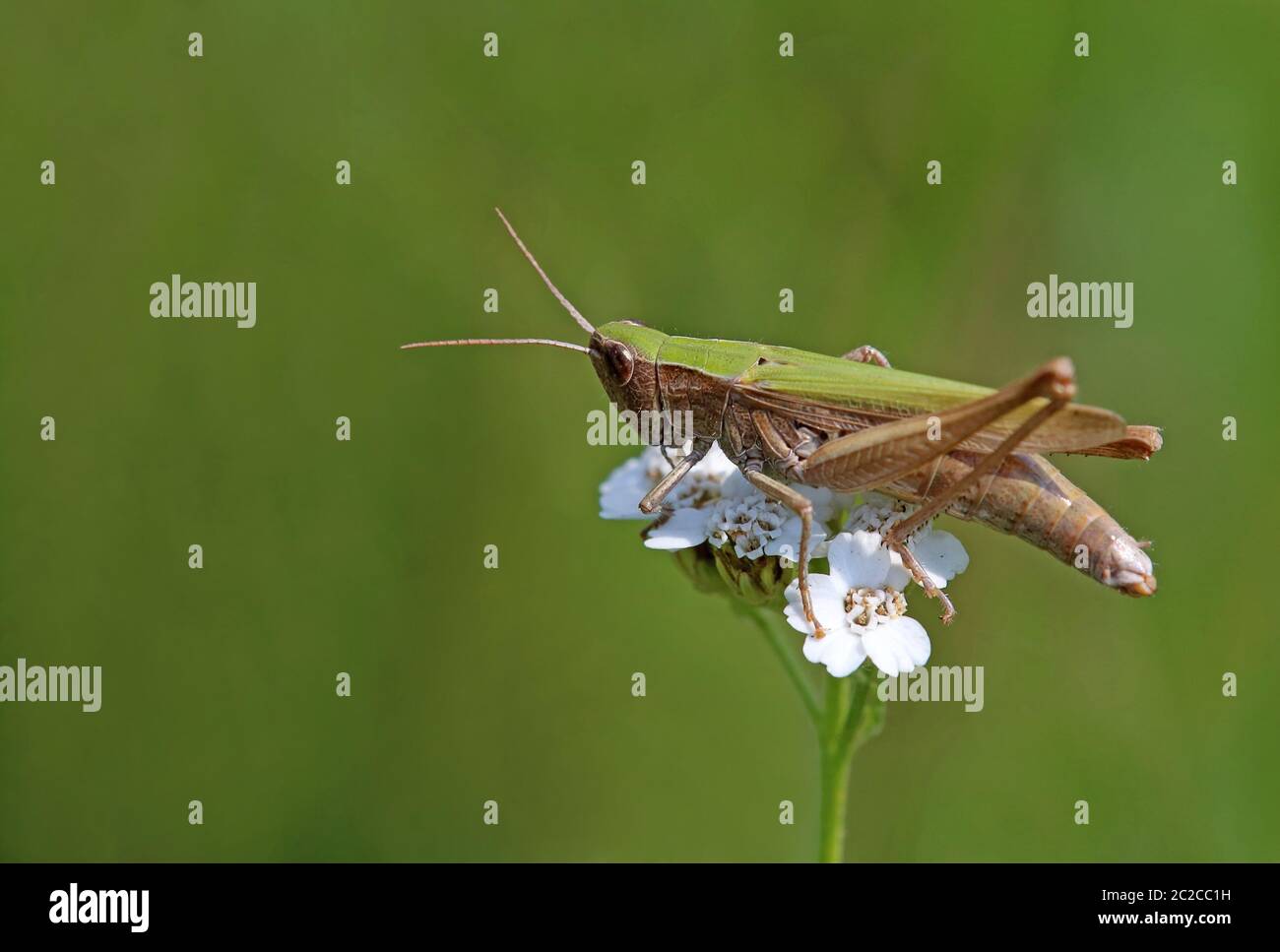 Macro Meadow Grass Hopper Chorthippus dorsatus Stockfoto