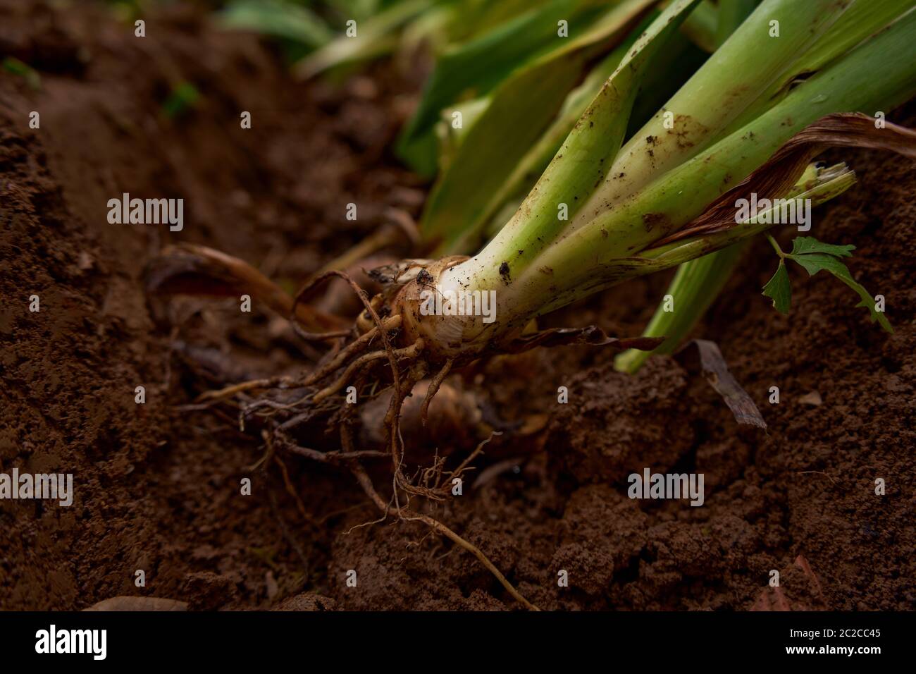 Grüne Pflanze mit Wurzeln bereit für die Pflanzung Stockfoto