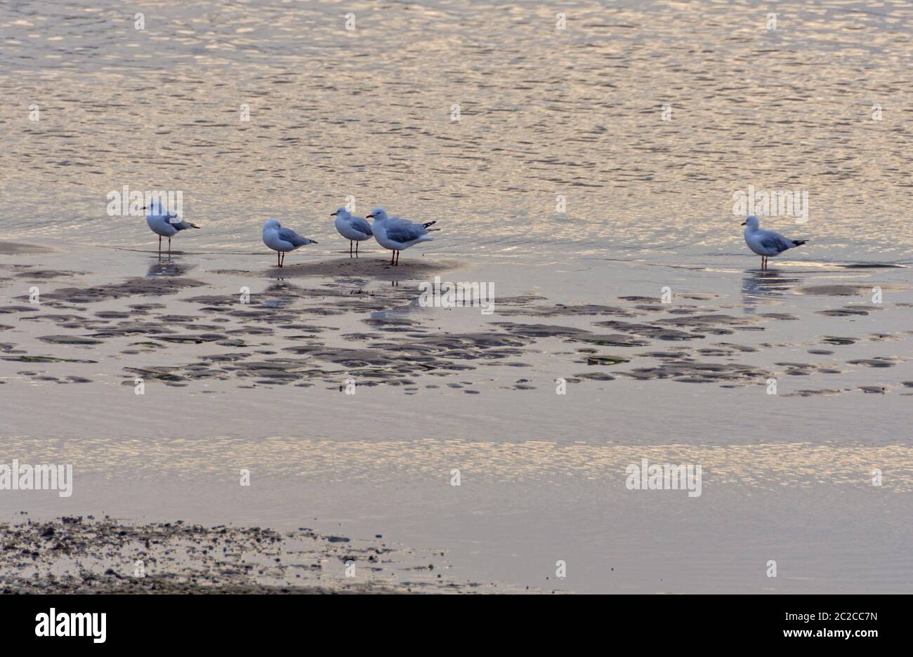 Möwen in shalow Wasser - Lakes Entrance, Victoria, Australien Stockfoto
