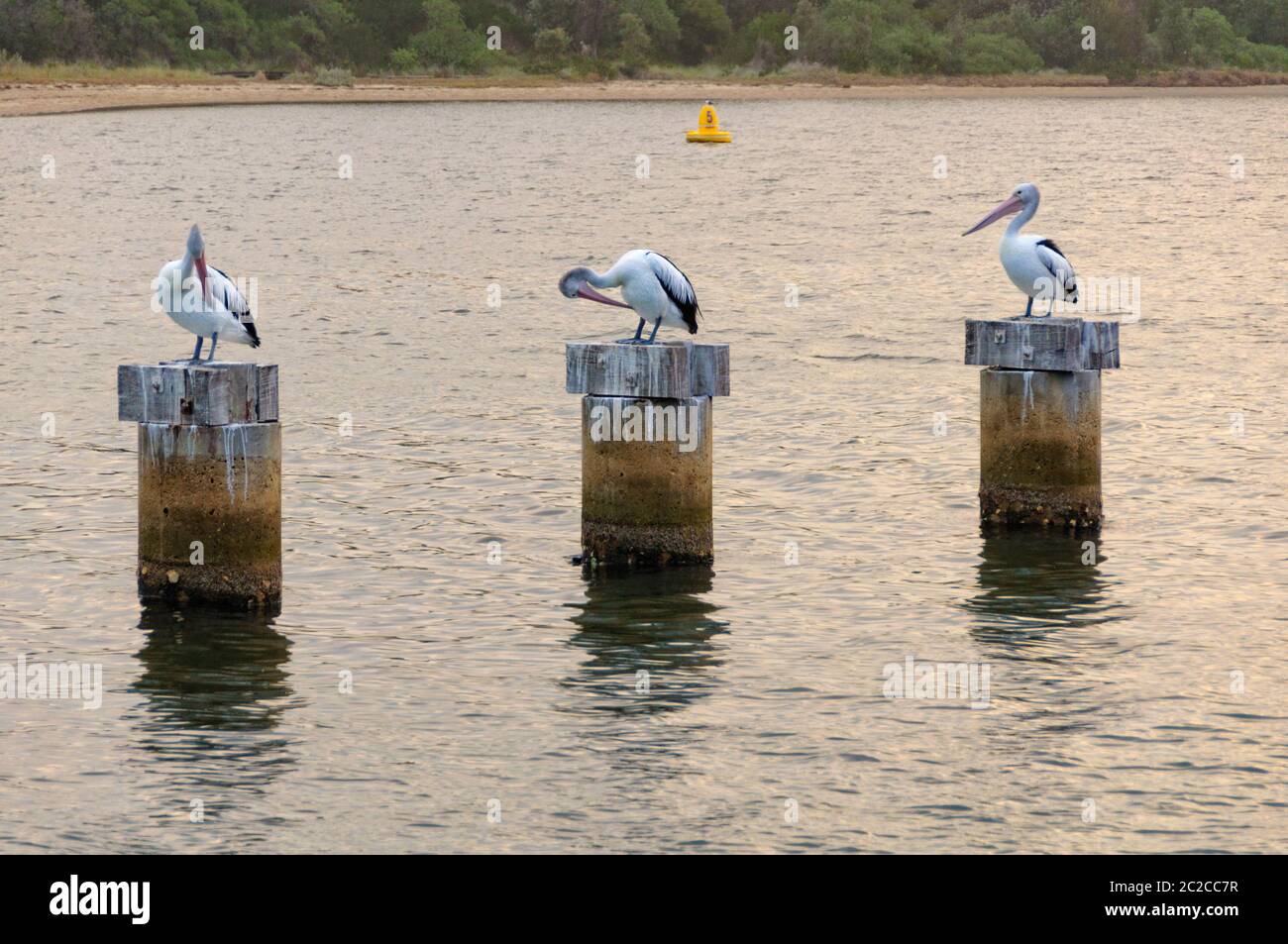 Pelikane auf Baumstümpfen in der Cunninghame Arm der Gippsland Lakes - Lakes Entrance, Victoria, Australien Stockfoto