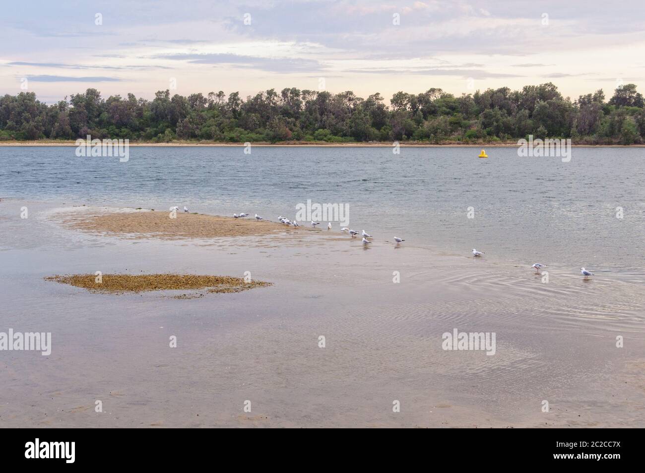 Vögel im seichten Wasser am Cunninghame Arm der Gippsland Lakes - Lakes Entrance, Victoria, Australien Stockfoto