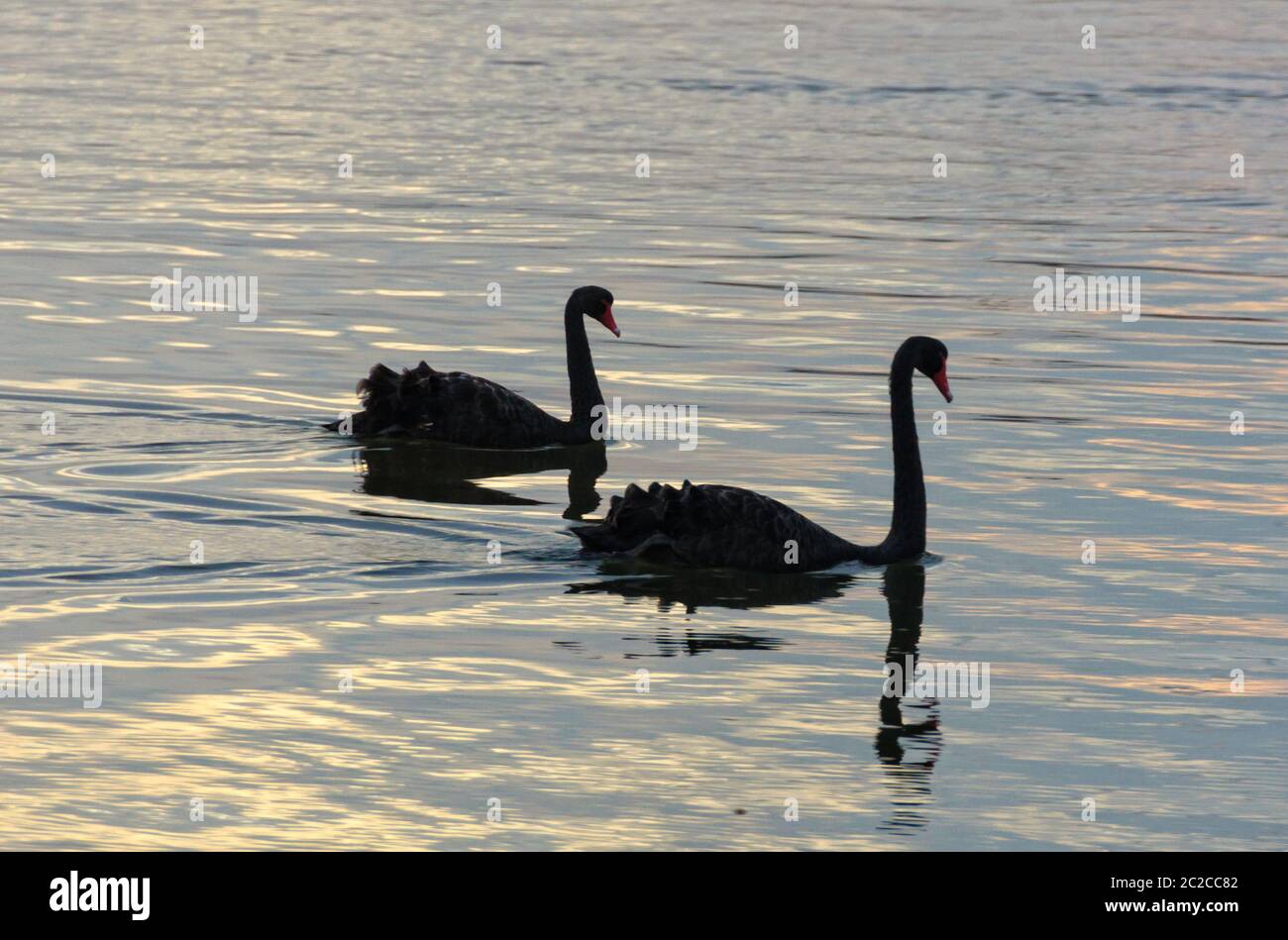 Anmutig schwarze Schwäne - Lakes Entrance, Victoria, Australien Stockfoto