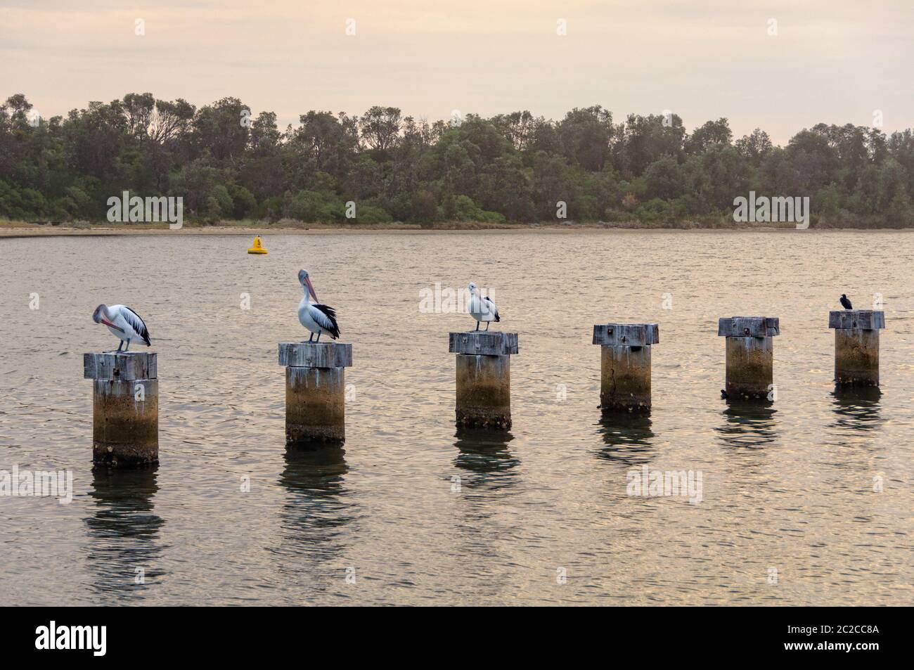 Drei Pelikane und einem schwarzen Kormoran auf Baumstümpfen in der Cunninghame Arm der Gippsland Lakes - Lakes Entrance, Victoria, Australien Stockfoto