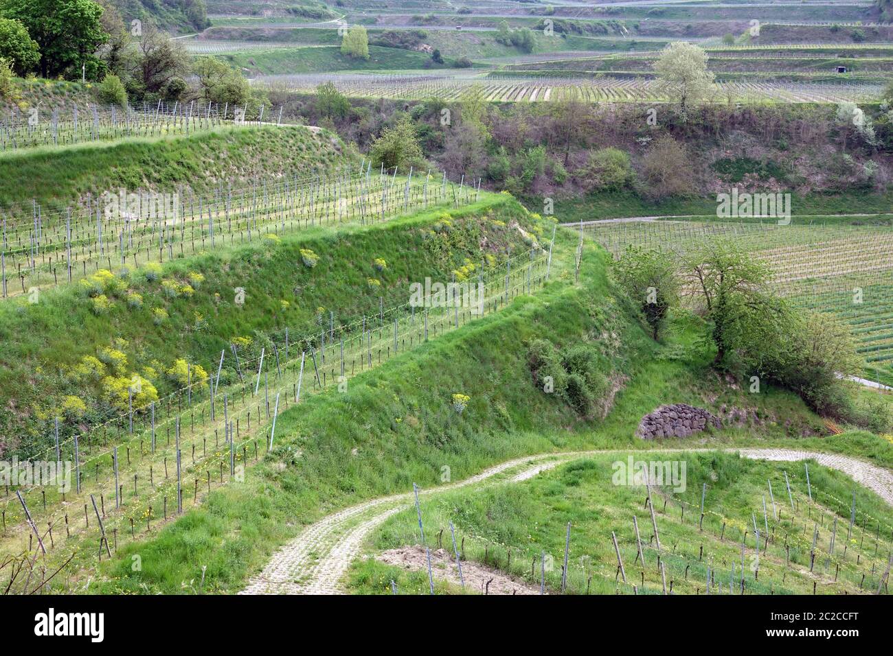 Kleine Terrassen für den Weinbau zwischen Bickensohl und acht Karren im kaiserlichen Stuhl Stockfoto