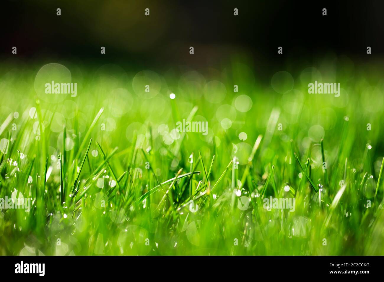 Grünes Gras mit Wassertropfen im Sonnenlicht Stockfoto