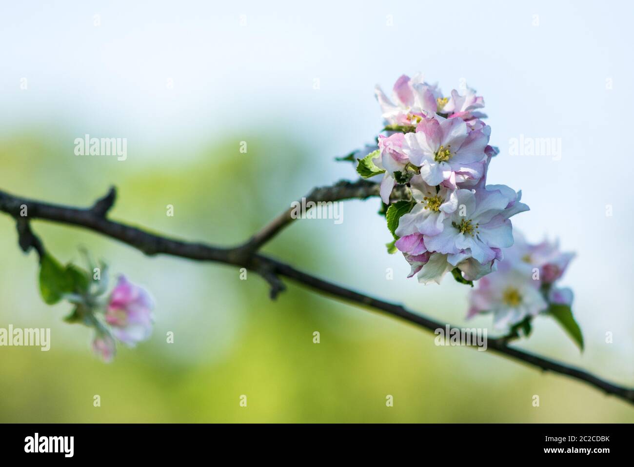 ApfelblÃ¼te Stockfoto