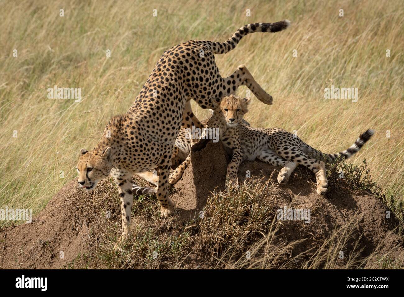 Cheetah Hopfen aus Jungen am termite Damm Stockfoto