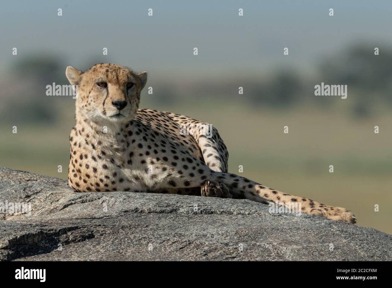 Cheetah liegt auf sonnigen Fels in der Savanne Stockfoto