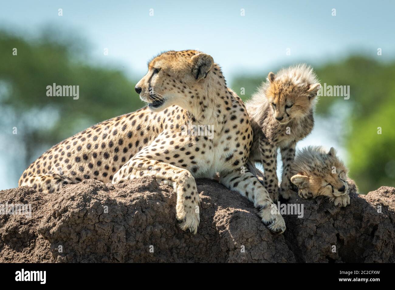 Cheetah liegt neben zwei Jungen am Damm Stockfoto
