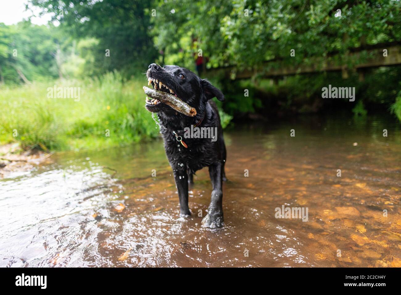 Schwarzer Labrador Hund im Wasser mit einem Stock Stockfoto