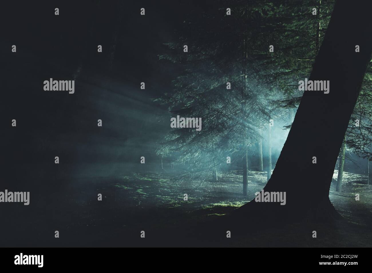 Geheimnisvolles Intensives Licht Im Dunkeln Nebelwald Konzeptfoto. Stockfoto