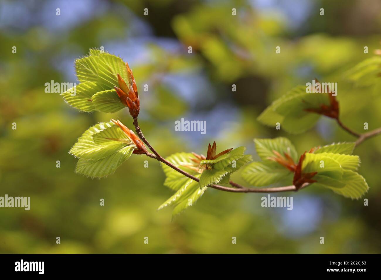 Zweig der Rotbuche Fagus sylvatica mit jungen Laubblättern nach dem Blätterausbruch Stockfoto