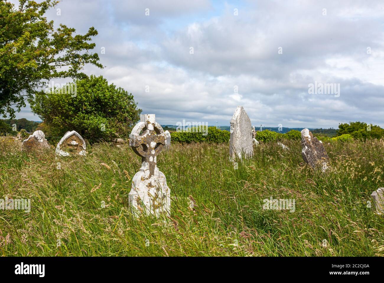 Templebreedy, Crosshaven, Cork, Irland. Juni 2020. Der überwucherte alte Friedhof in Templebreedy, Crosshaven, Co. Cork, Irland, wo vier Bergziegen hereingebracht wurden, um das Überwuchern um Grabsteine zu beseitigen. Die Kirche und der Friedhof, die auf 1788 zurückgeht, waren in den letzten Jahren überwuchert. Die Ziegen werden verwendet, um die Kirchhöfe zu beschneiden. Solche Landschaftsgestaltung ist umweltfreundlicher als die Verwendung von Strimmern und Werkzeugen, insbesondere in alten Friedhöfen mit zerbrechlichen Grabsteinen. Kredit; David Creedon / Alamy Live Nachrichten Stockfoto