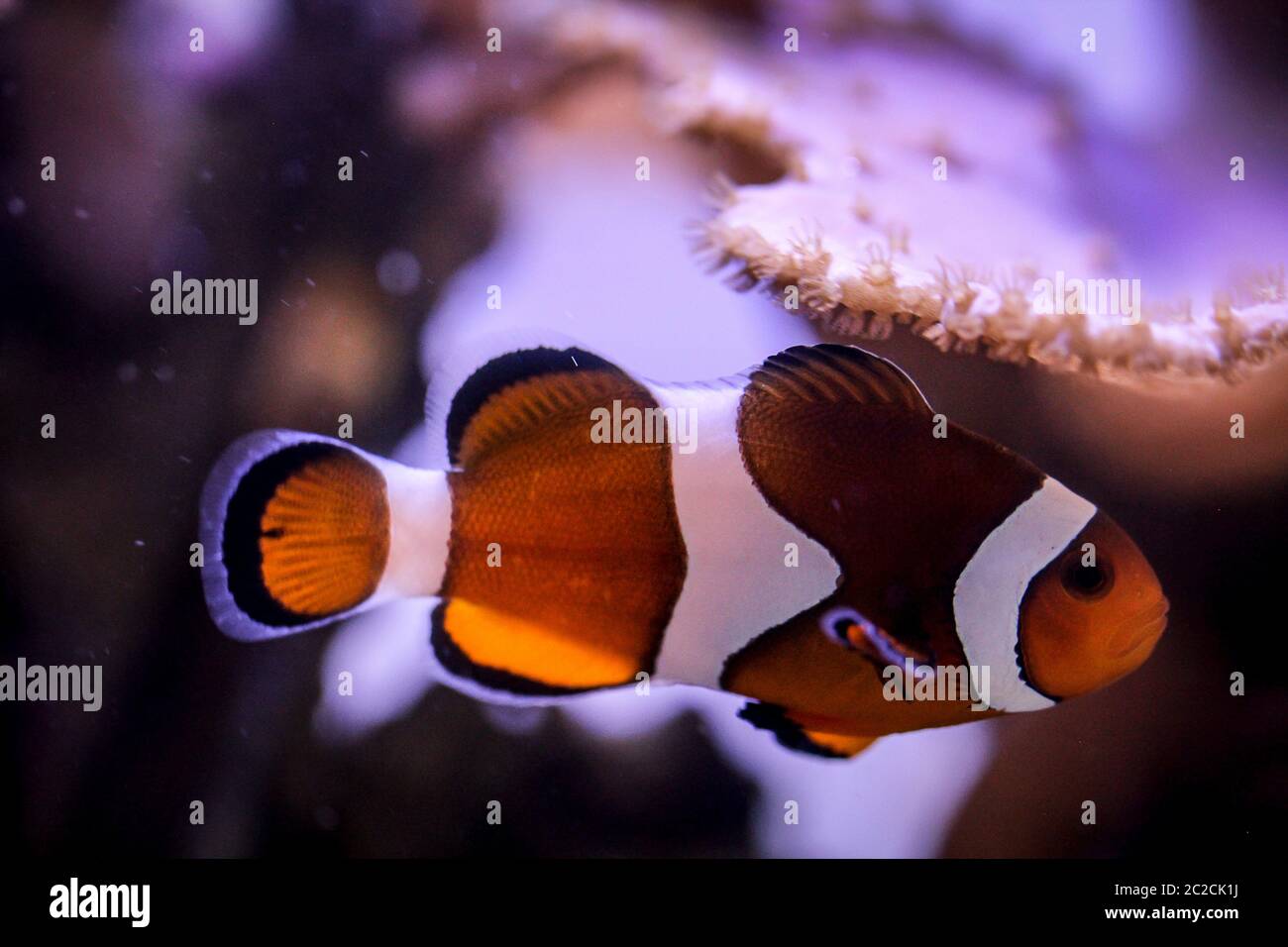 Detail eines Anemonfischs im Aquarium Stockfoto
