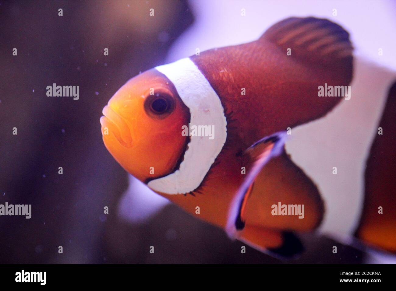 Detail eines Anemonfischs im Aquarium Stockfoto